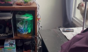 Cat Knocks Over Lamp