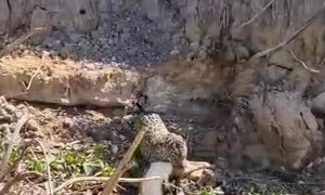 Jaguar Bites Alligator at Mato Grosso’s Pantanal River