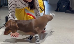 Silly Sausage does Yoga