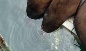 Sea Lions Sleep With  Heads Underwater