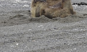 Interrupting a Bear's Private Moment