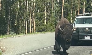 Yellowstone Bison Meanders Past Tourist's Car