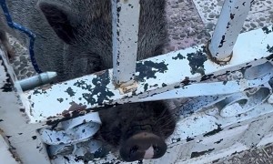 Beware Of Strange Dog