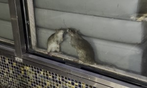 Rats Kissing