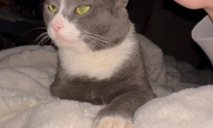 Cat Has a Petting Limit of Three