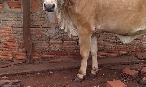Boa Constrictor Rests On Pigsty Beam