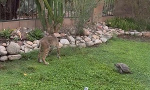 Brave Tortoise Squares Up to Bobcat