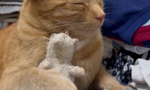 Orange Cat Packs Herself For Vacation