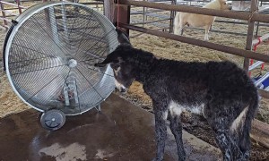 Baby Donkey Enjoys Fan