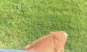 Backyard Is Safe Space For Birds And Fawn