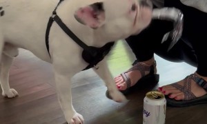 Sir Duggan Is the Life of the Party