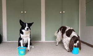 Border Collie vs Springer Spaniel Cup Stacking Race