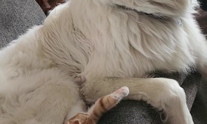 Great Pyrenees Loves Orange Kitten