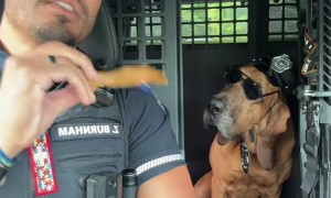 Mrs. Officer Dog is Ready to Serve