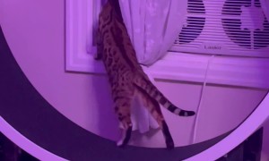 Nosy Cat Multitasking