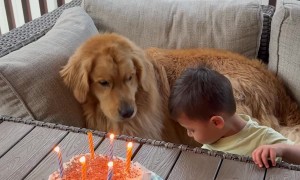 Toddler Takes Golden Retriever's Birthday Wish