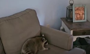 Raccoon Loves Being Thrown Onto Couch
