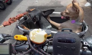 Pinschers in the Bike Basket Eating Barbecue