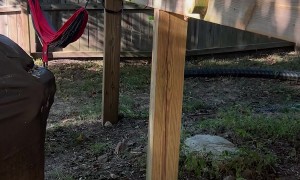 Toe Beans Dangling Off The Deck