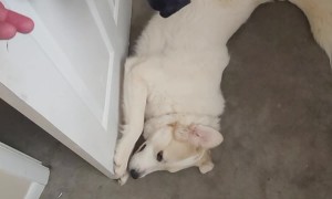 Guardian Dog Blocks Office Door