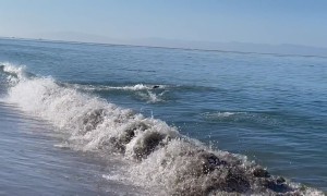 Seal and Dog Play Fetch in the Ocean