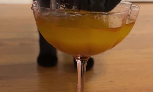 Halloween Kitty's Pumpkin Mocktail