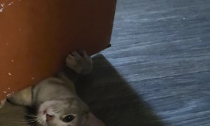 Cat Has Survival Instincts of a Door Stop