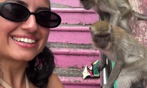 Monkey Grabs Woman's Earing
