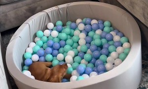 Puppy Gets It's Very Own Ball Pit
