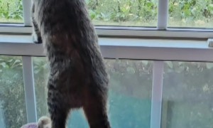 Kitten Miscalculates Her Step