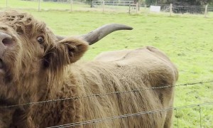 Girl Feeding the Highland Cow From the Mouth