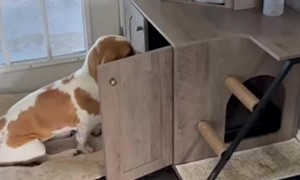 Kitten and Puppy Slingshot Teamwork