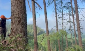 Guy Cuts Down Many Trees in One Shot