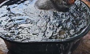 Raccoon Taking a Bath