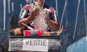 Puppy Gets a Beach Shower