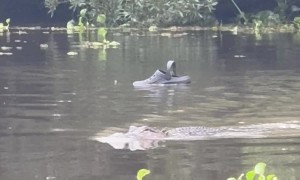 The Crocs Are in the Water