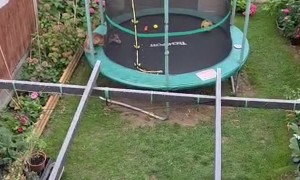 Fox Playing on Our Trampoline