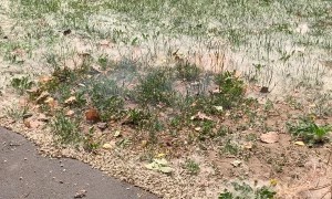 Hay Accidentally Catches Fire