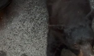 Black Bear Looking for Snacks in Vehicles