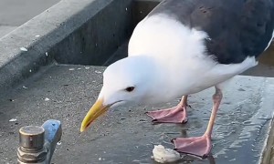 Thirsty Seagull Asks For Help With Dry Spigot