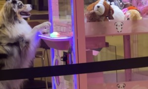 Canine Crane Operator