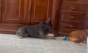 Very Carefully Taking the Ball From His Sister