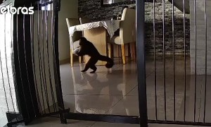 Monkey Takes Off With Bread