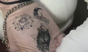 Temporary Tattoos on a Sphynx Cat