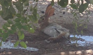 Bunny Cooling Off in the Arizona Heat