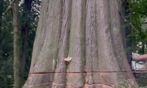 Cutting Down a Huge Cedar Tree