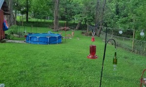 Baby Deer Want to Play With Ganesha