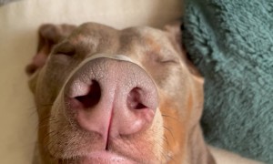 Doberman Faking Sleep to Get Out of Bath Time