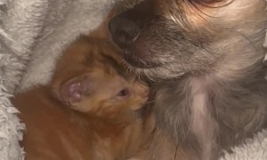 Cornelius With a Skeptical Look