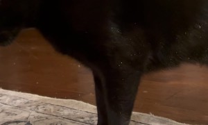 Void Cat Covered In Sparkling Glitter